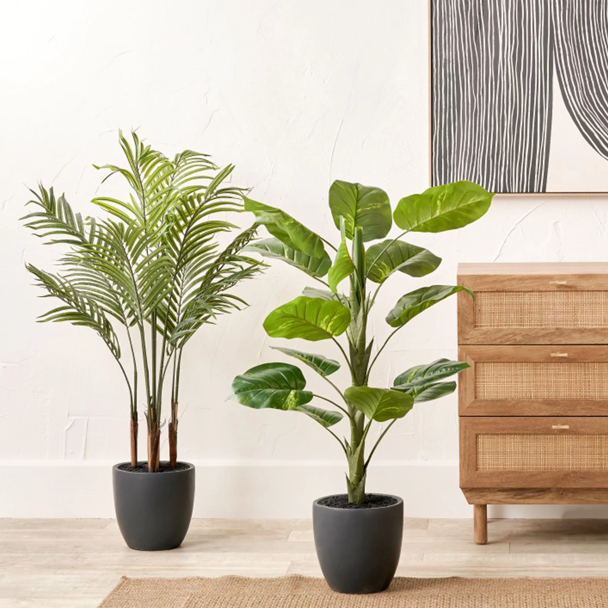 Areca Palm Plant in Pot - Image 6